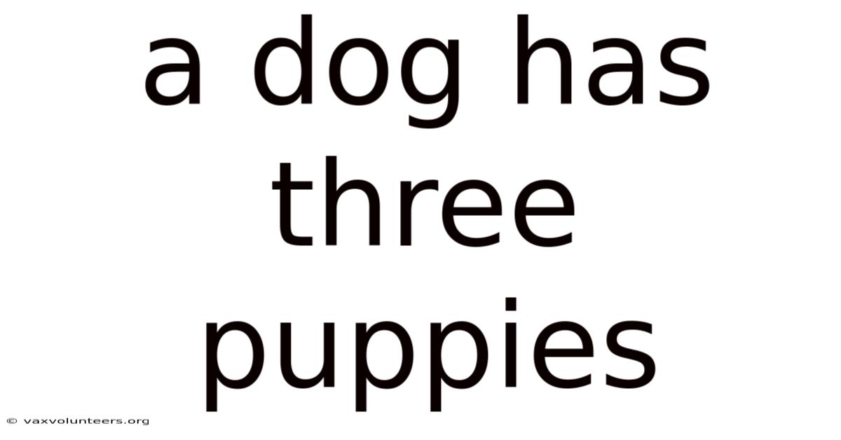 A Dog Has Three Puppies