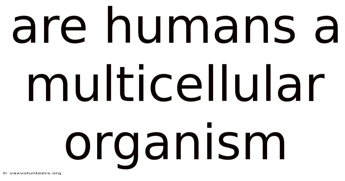 Are Humans A Multicellular Organism