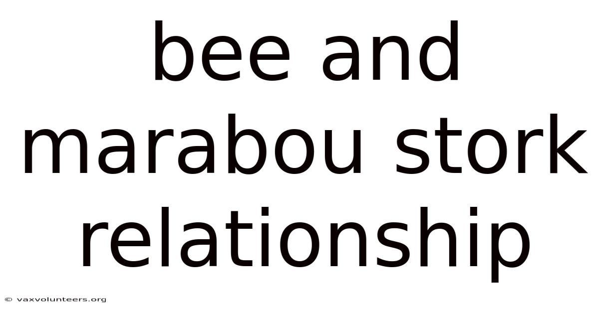 Bee And Marabou Stork Relationship