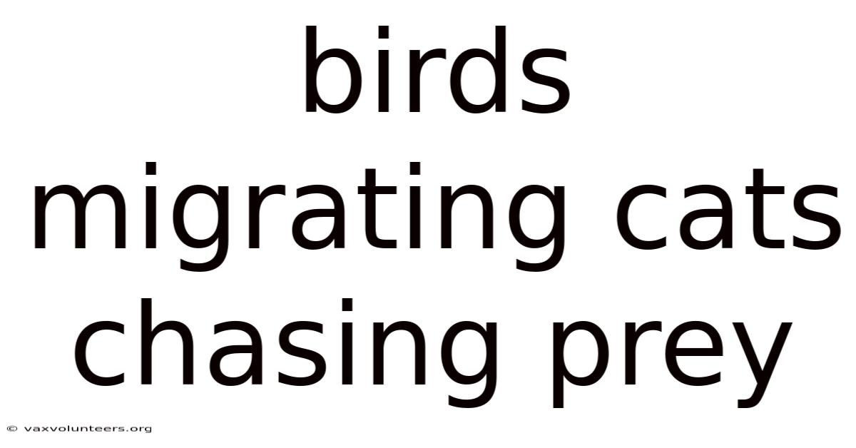 Birds Migrating Cats Chasing Prey