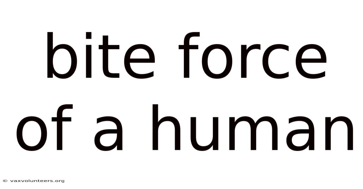 Bite Force Of A Human