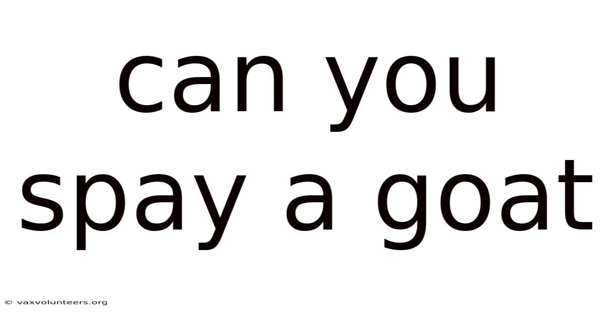 Can You Spay A Goat