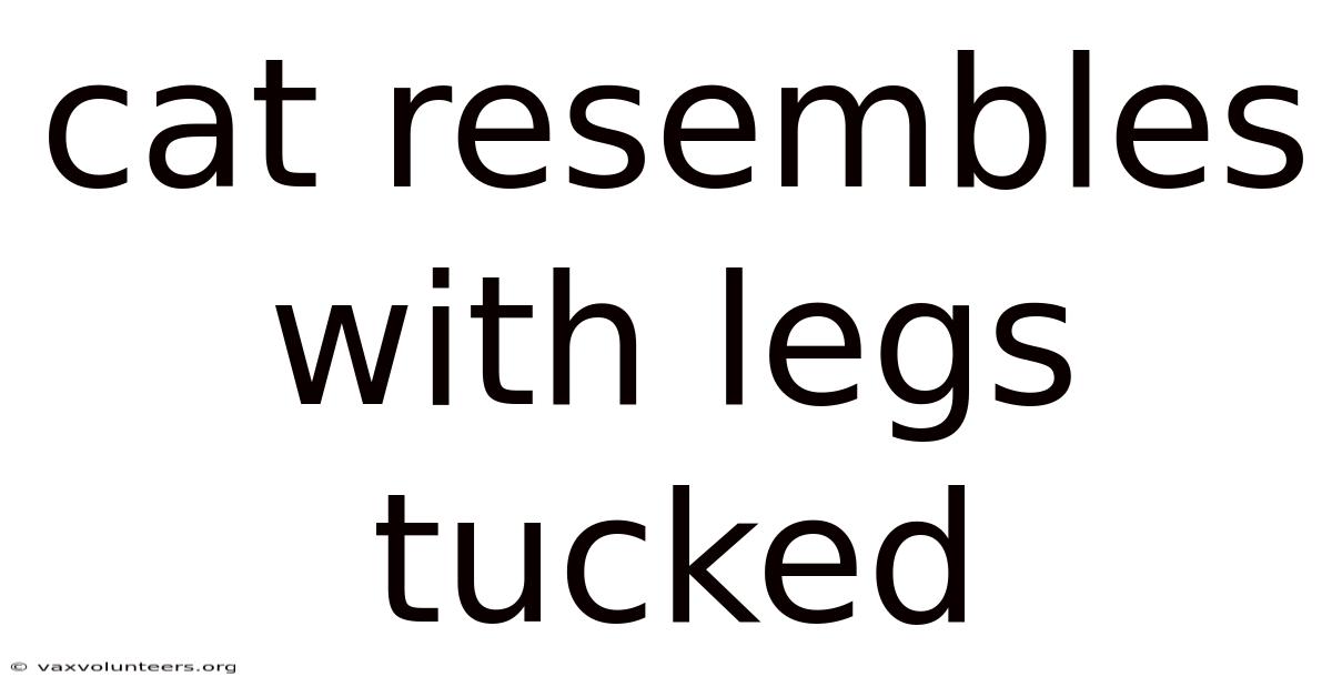 Cat Resembles With Legs Tucked