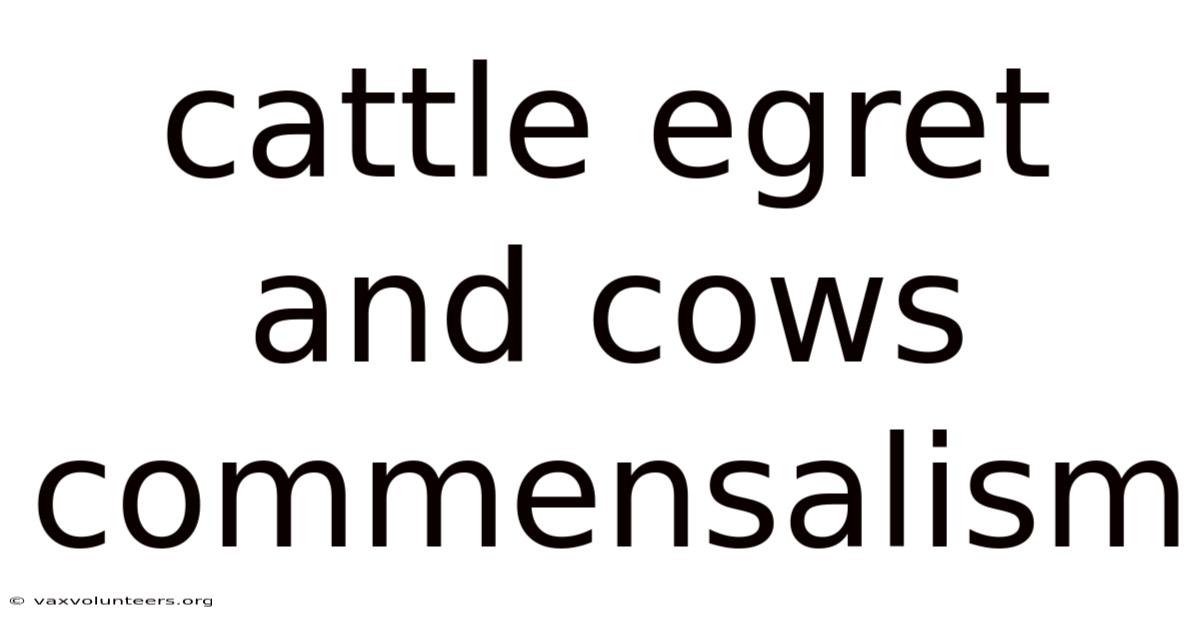Cattle Egret And Cows Commensalism