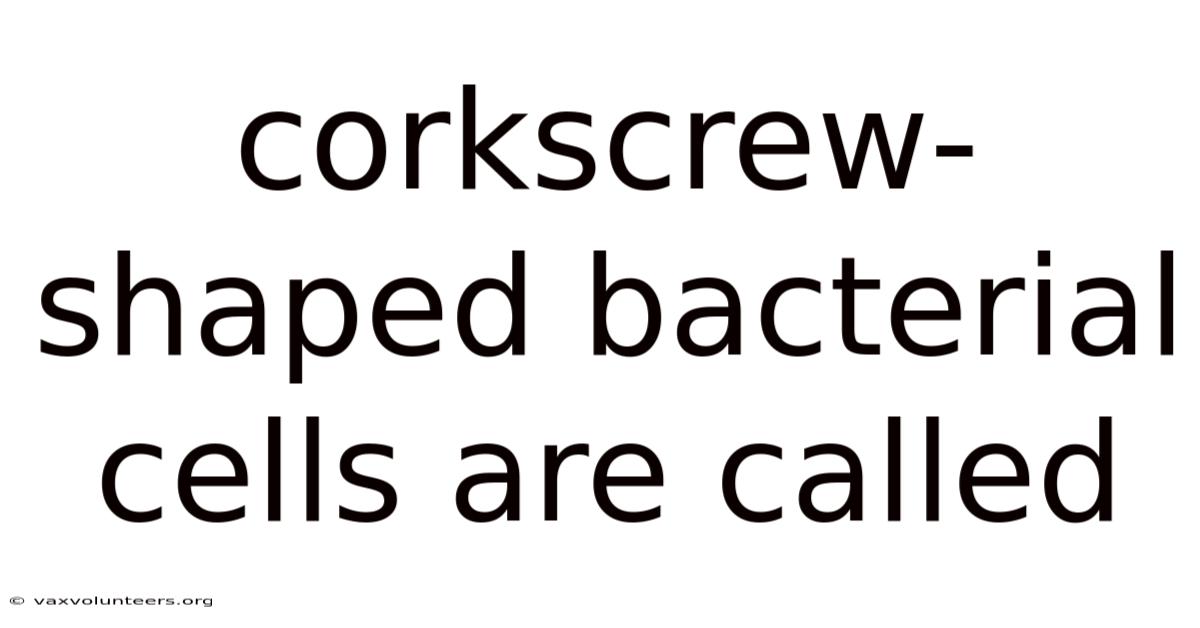 Corkscrew-shaped Bacterial Cells Are Called