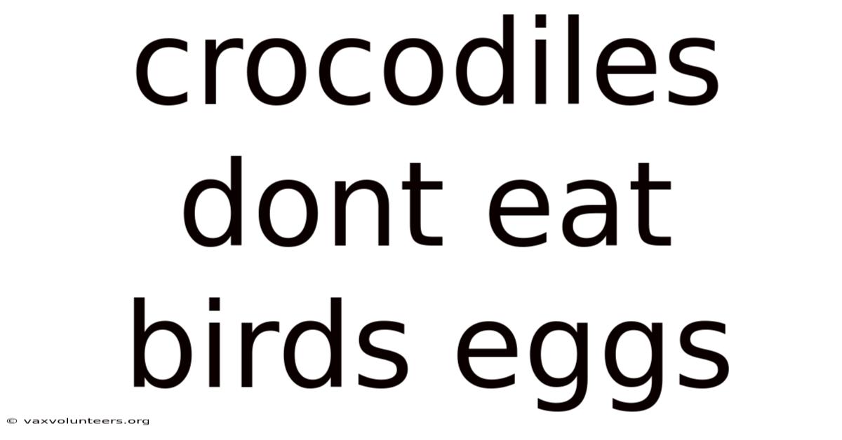 Crocodiles Dont Eat Birds Eggs