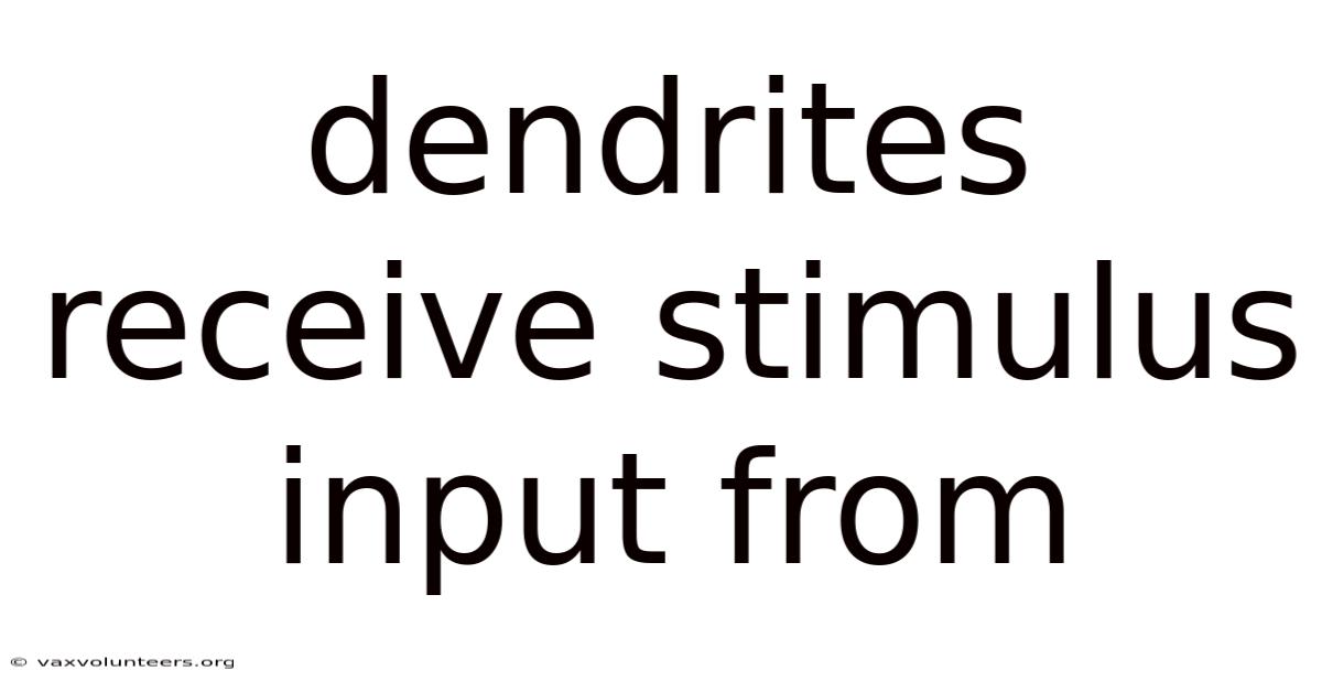 Dendrites Receive Stimulus Input From