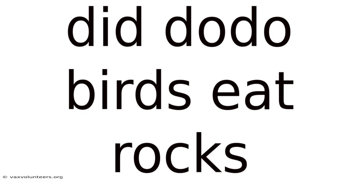 Did Dodo Birds Eat Rocks