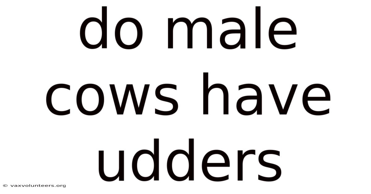 Do Male Cows Have Udders