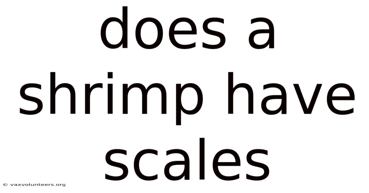Does A Shrimp Have Scales