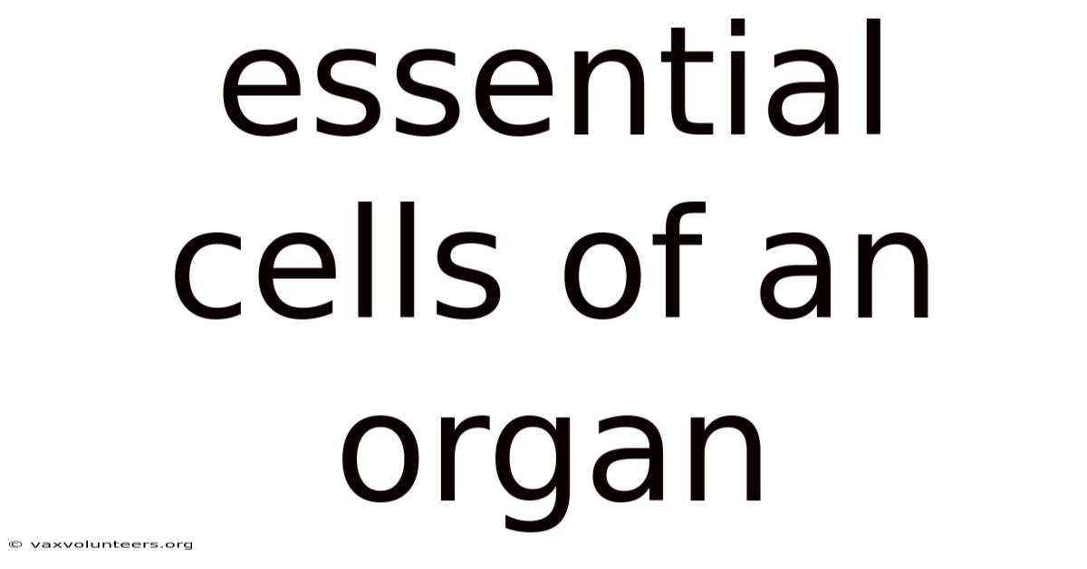 Essential Cells Of An Organ
