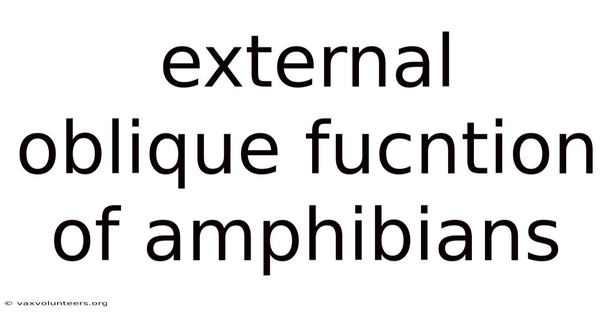 External Oblique Fucntion Of Amphibians