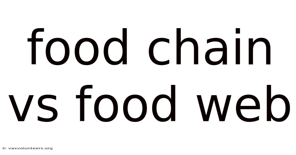 Food Chain Vs Food Web