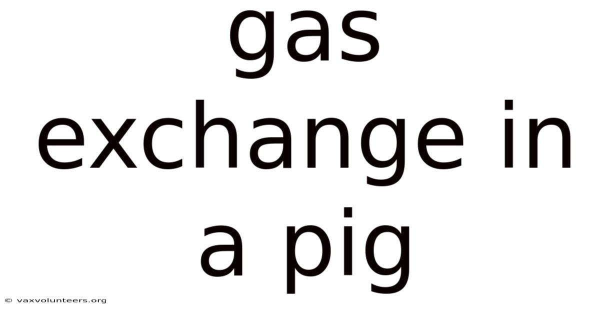 Gas Exchange In A Pig