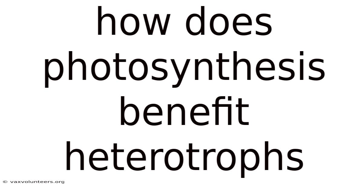 How Does Photosynthesis Benefit Heterotrophs