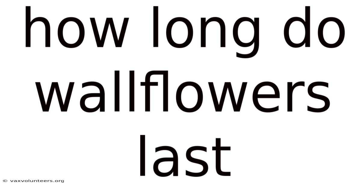 How Long Do Wallflowers Last