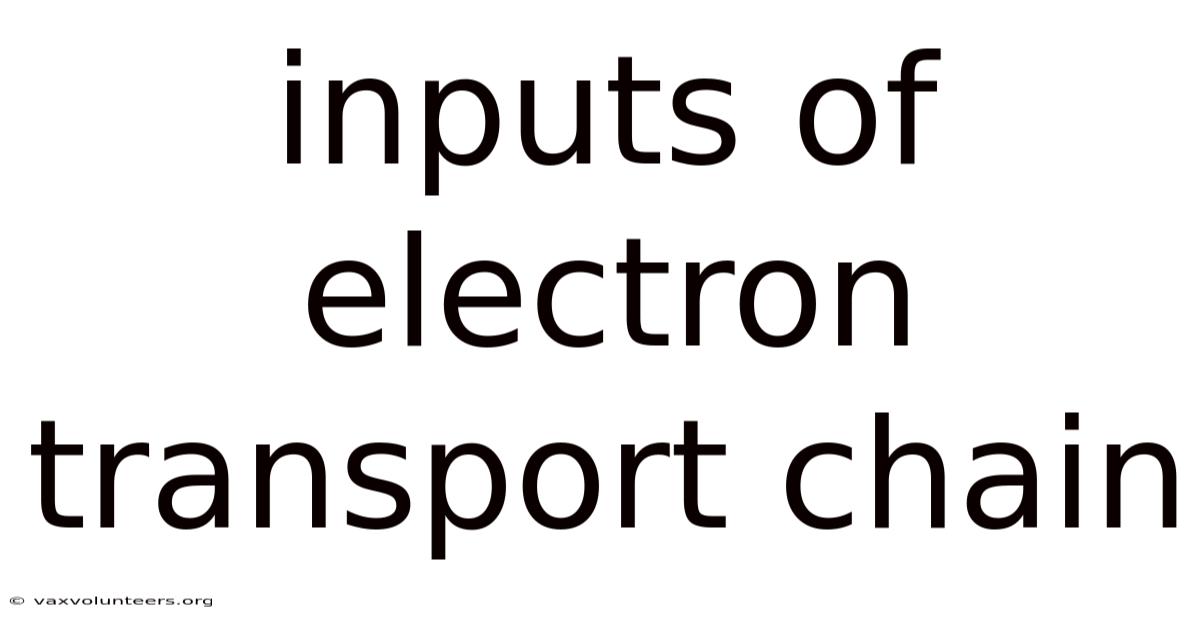 Inputs Of Electron Transport Chain