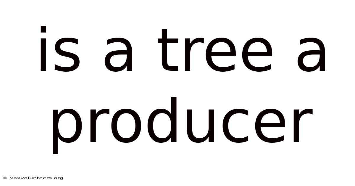 Is A Tree A Producer