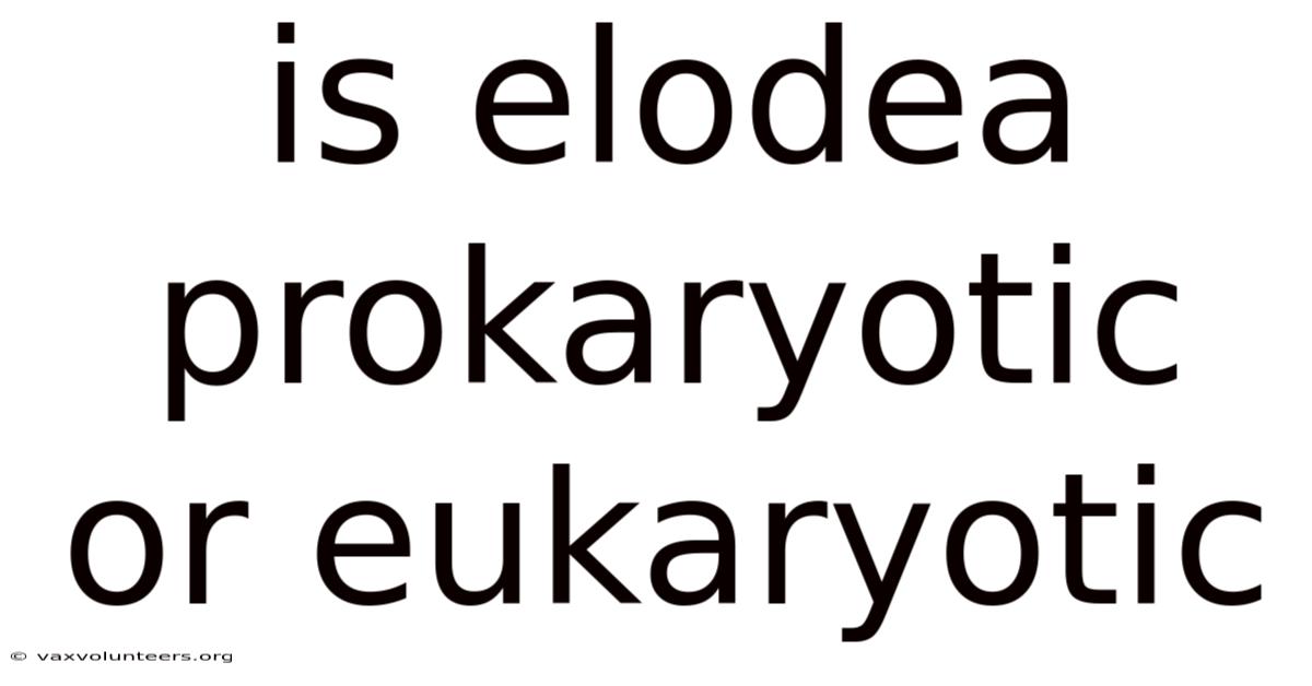Is Elodea Prokaryotic Or Eukaryotic