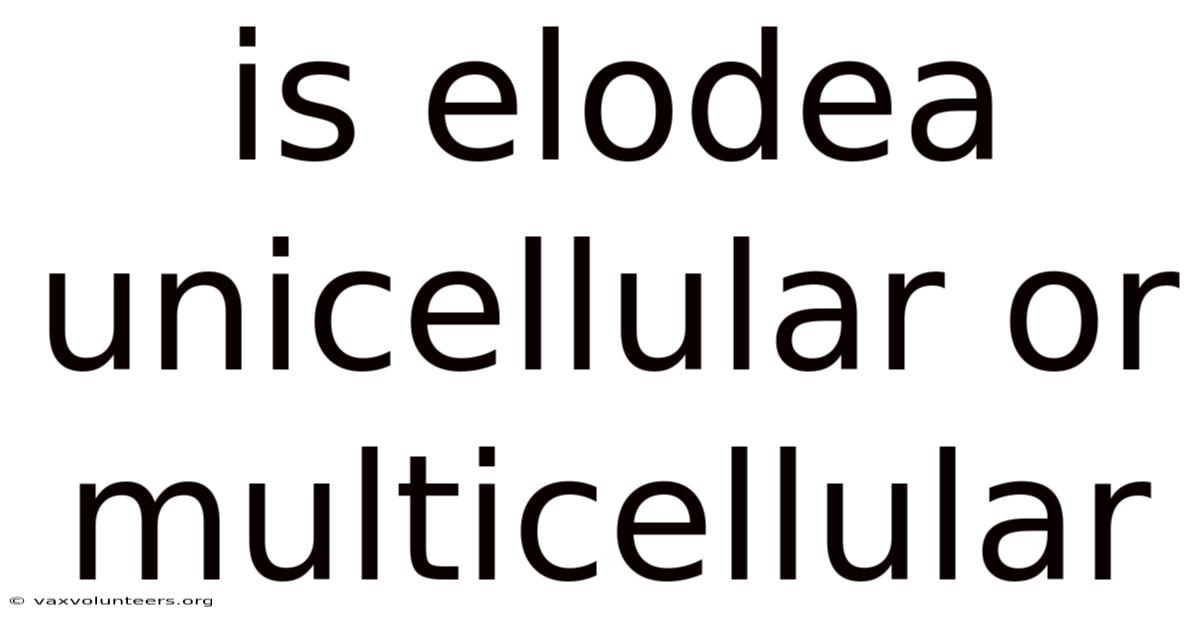 Is Elodea Unicellular Or Multicellular