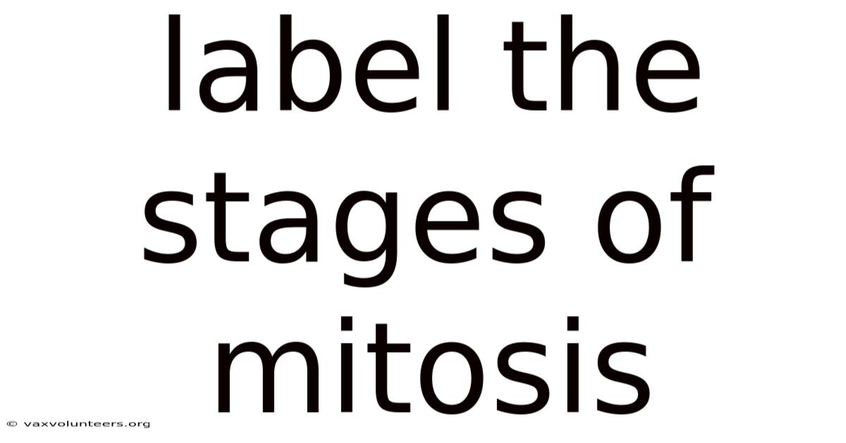 Label The Stages Of Mitosis