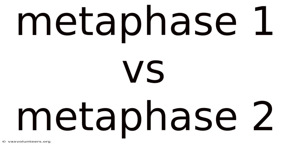 Metaphase 1 Vs Metaphase 2