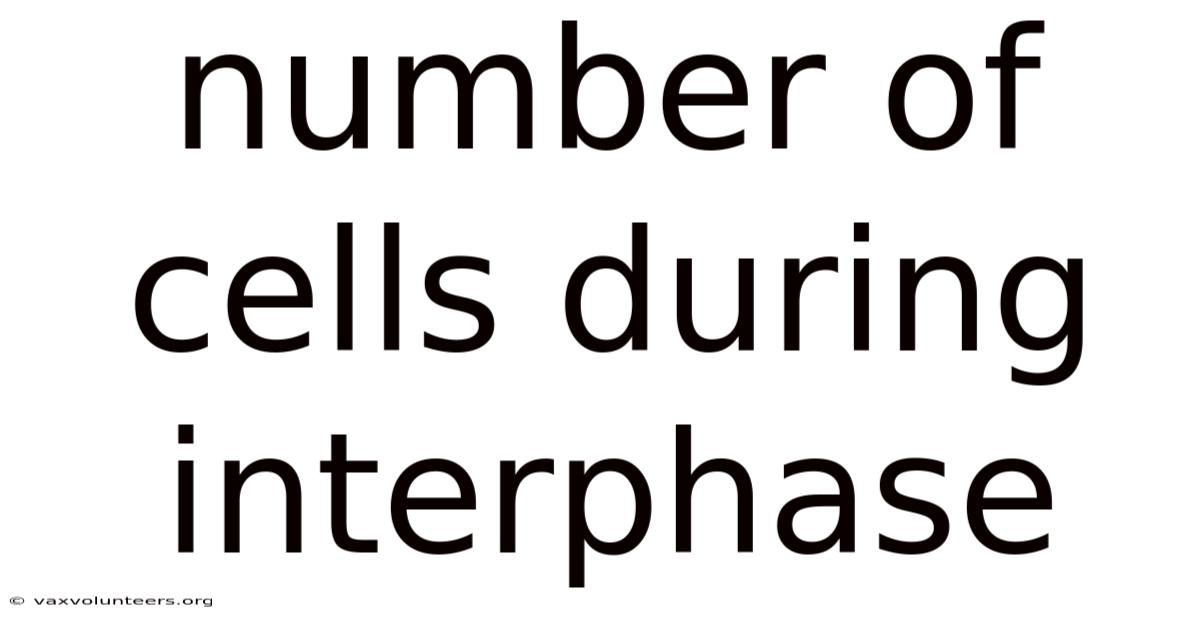 Number Of Cells During Interphase