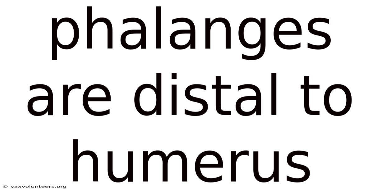 Phalanges Are Distal To Humerus