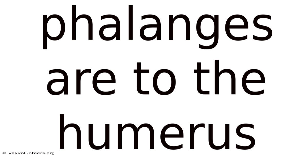 Phalanges Are To The Humerus
