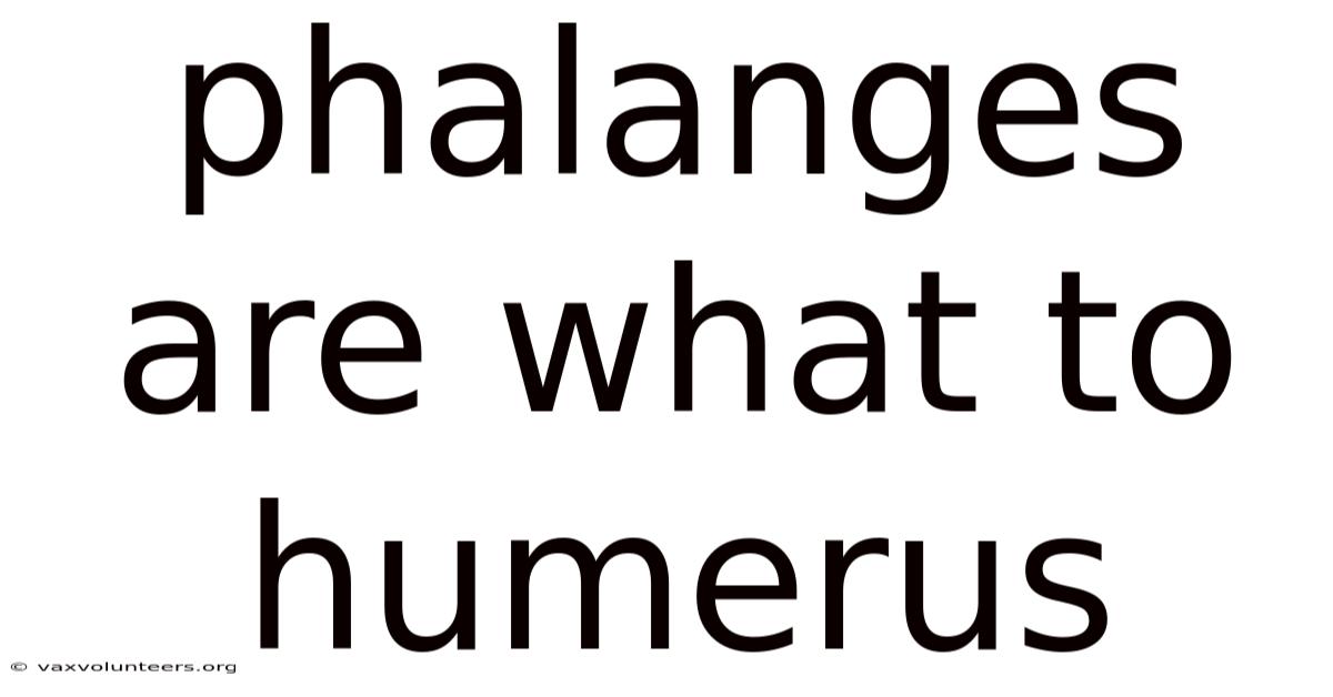 Phalanges Are What To Humerus