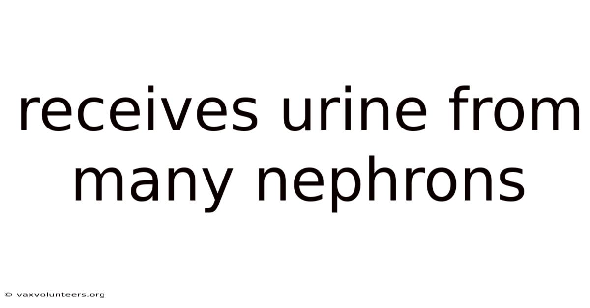 Receives Urine From Many Nephrons