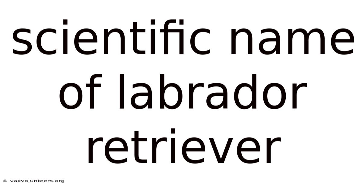 Scientific Name Of Labrador Retriever