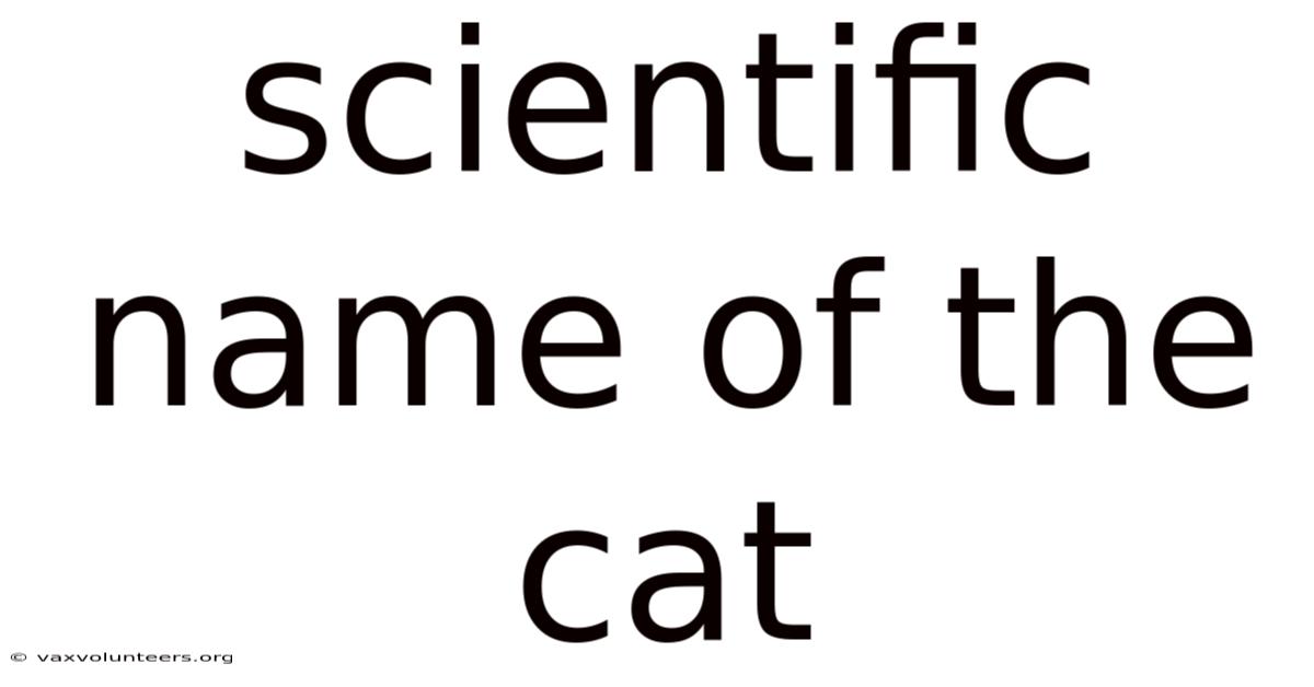 Scientific Name Of The Cat