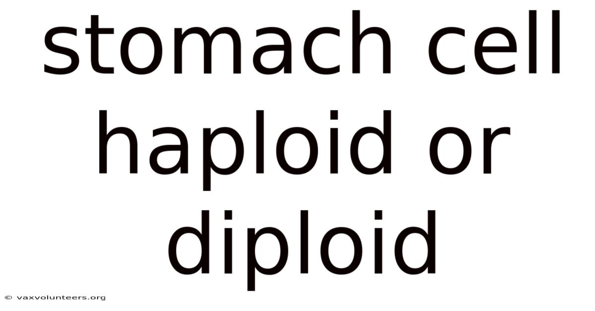 Stomach Cell Haploid Or Diploid