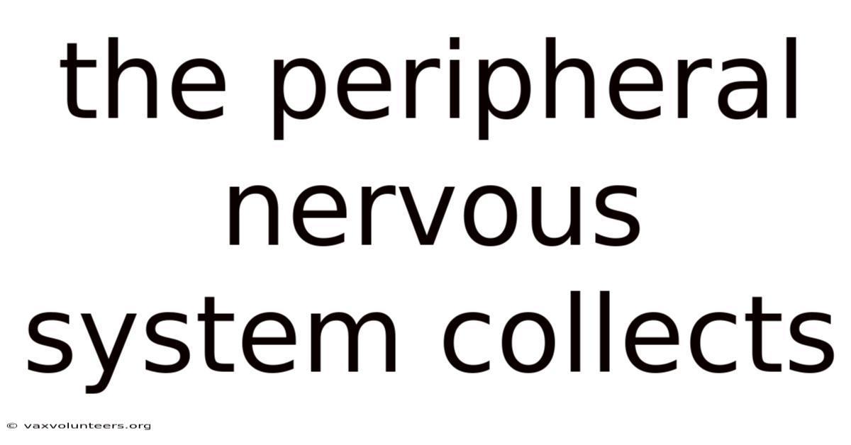 The Peripheral Nervous System Collects