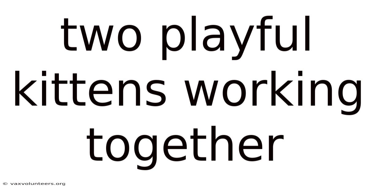 Two Playful Kittens Working Together