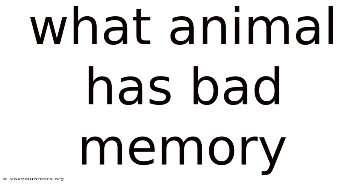 What Animal Has Bad Memory