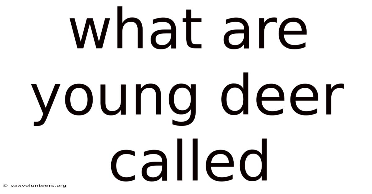 What Are Young Deer Called