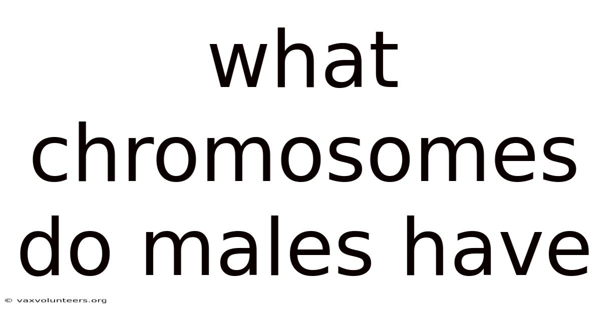 What Chromosomes Do Males Have