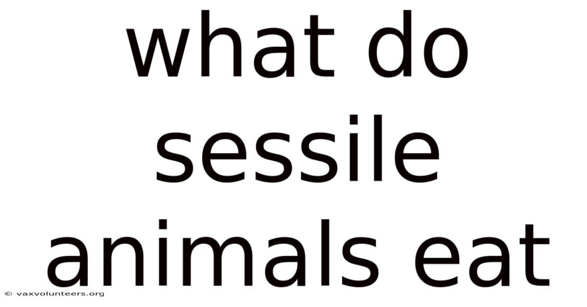 What Do Sessile Animals Eat