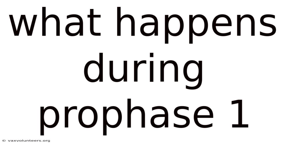 What Happens During Prophase 1