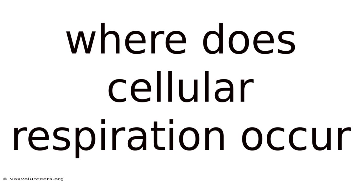 Where Does Cellular Respiration Occur