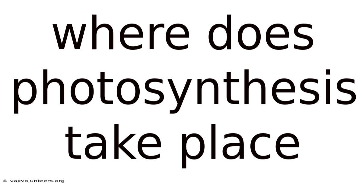 Where Does Photosynthesis Take Place
