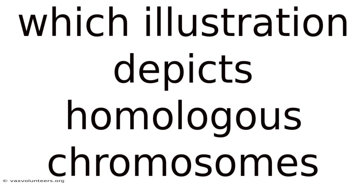 Which Illustration Depicts Homologous Chromosomes