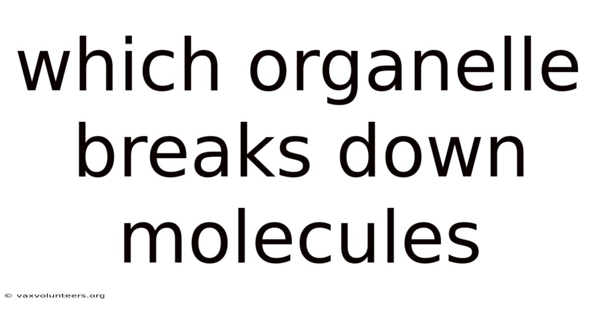 Which Organelle Breaks Down Molecules
