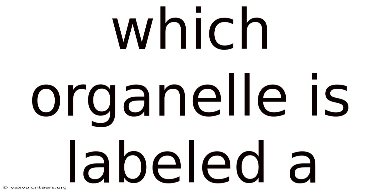 Which Organelle Is Labeled A