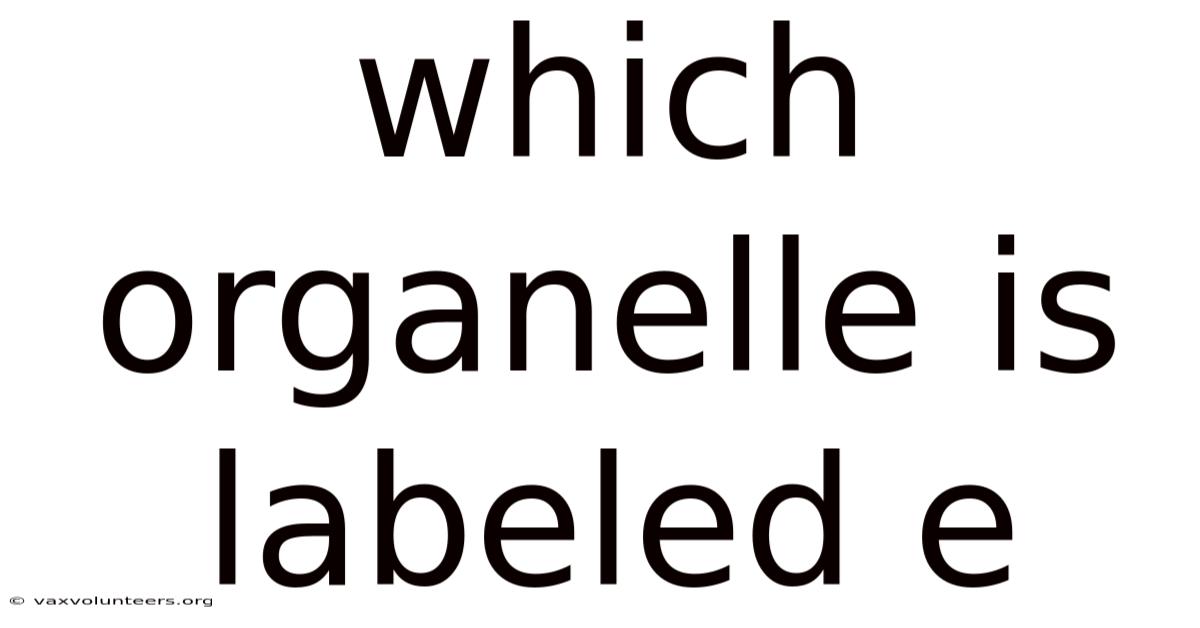 Which Organelle Is Labeled E