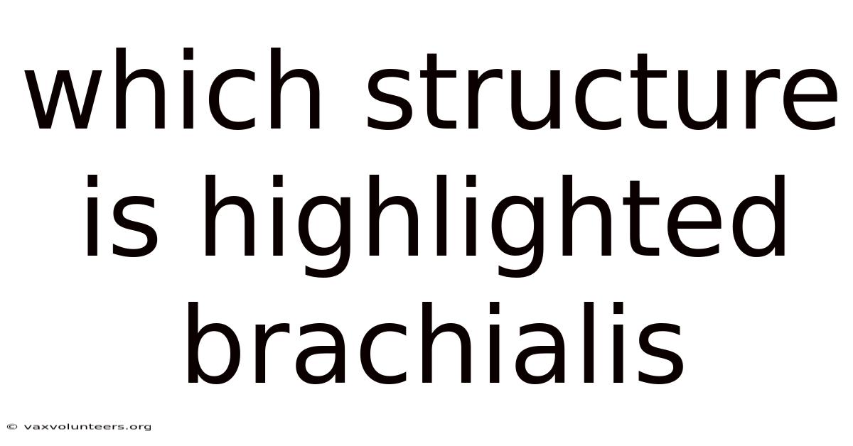 Which Structure Is Highlighted Brachialis