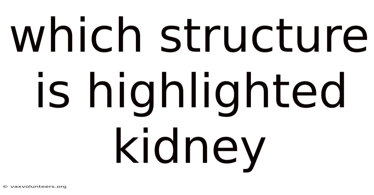 Which Structure Is Highlighted Kidney