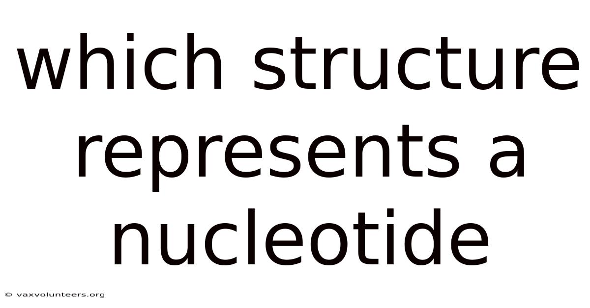 Which Structure Represents A Nucleotide